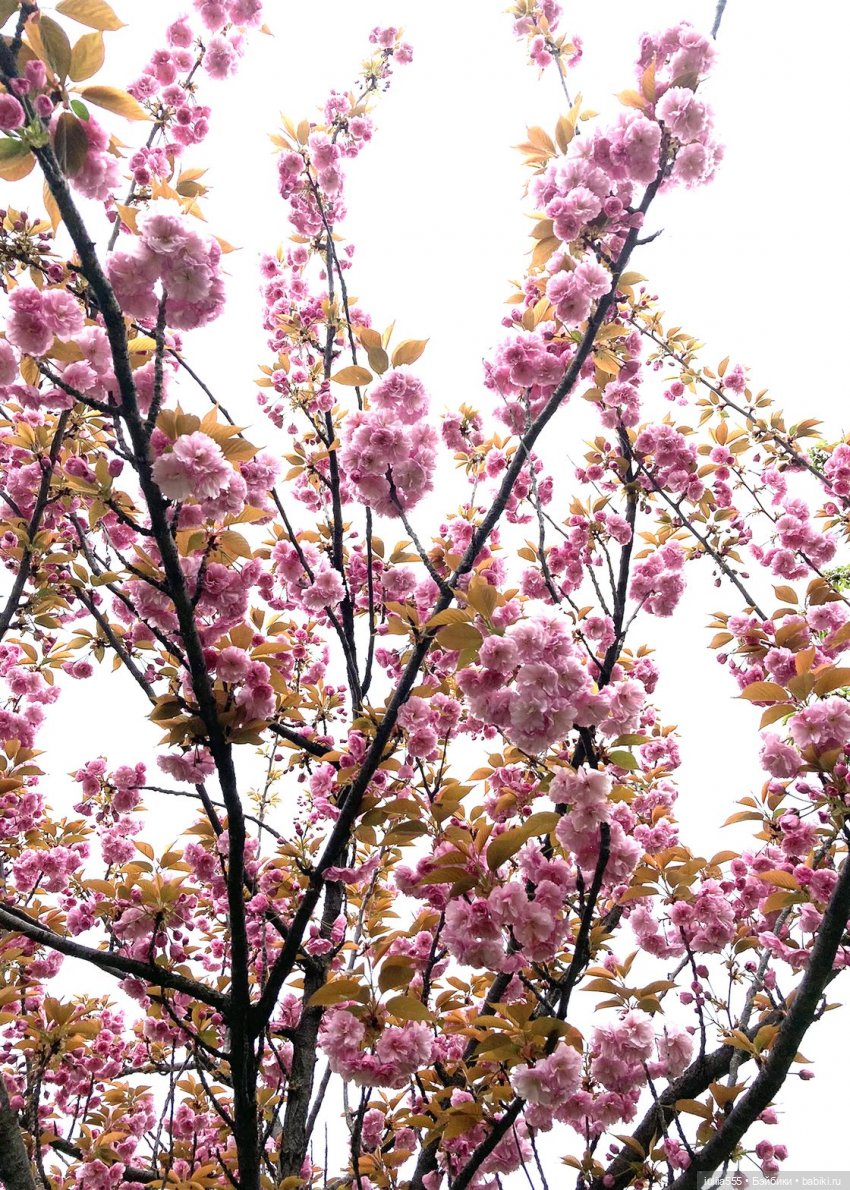 С весною вас — Игровые куклы разных производителей (Разное): редкие бренды