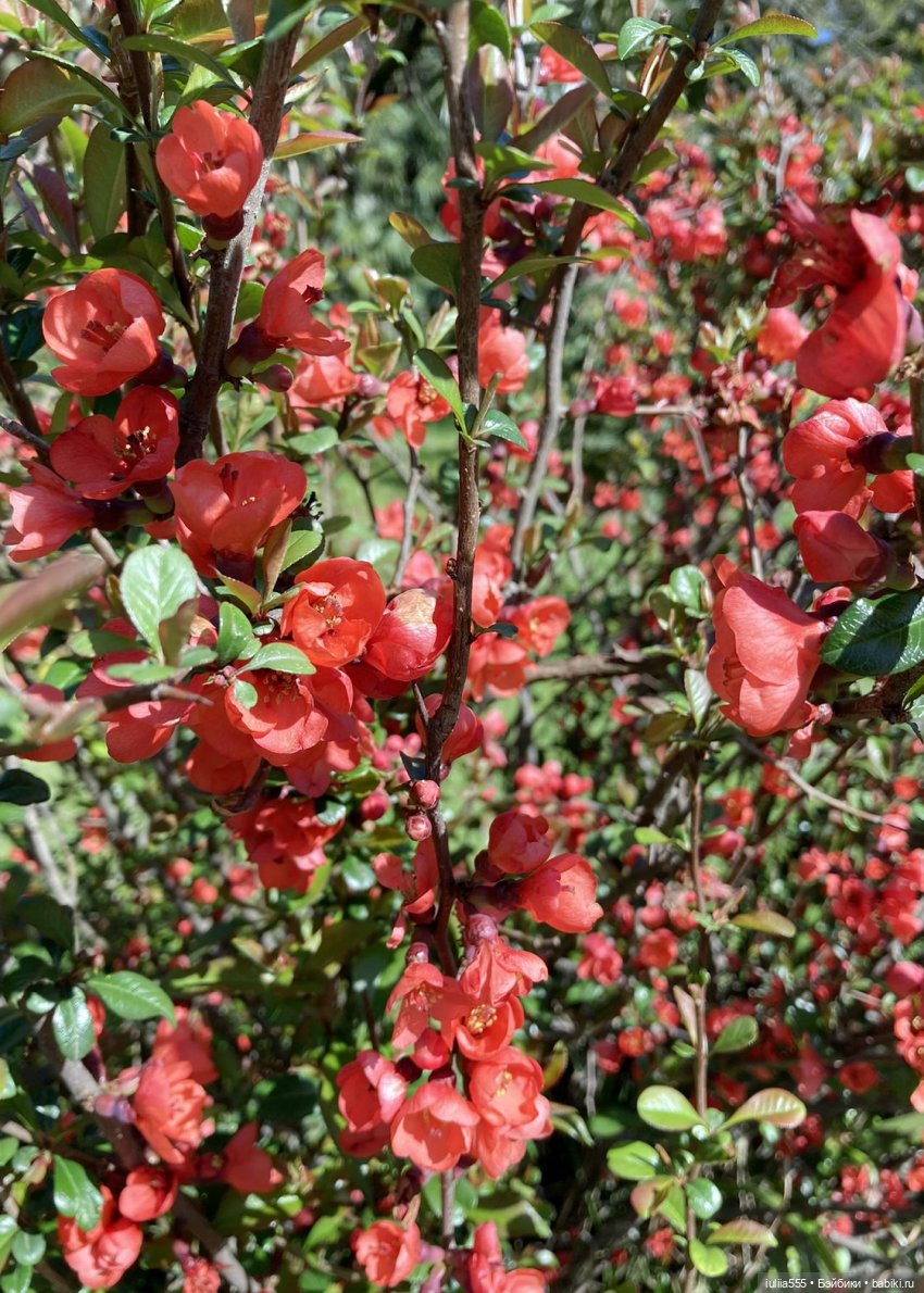 С весною вас — Игровые куклы разных производителей (Разное): редкие бренды
