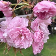 С весною вас!