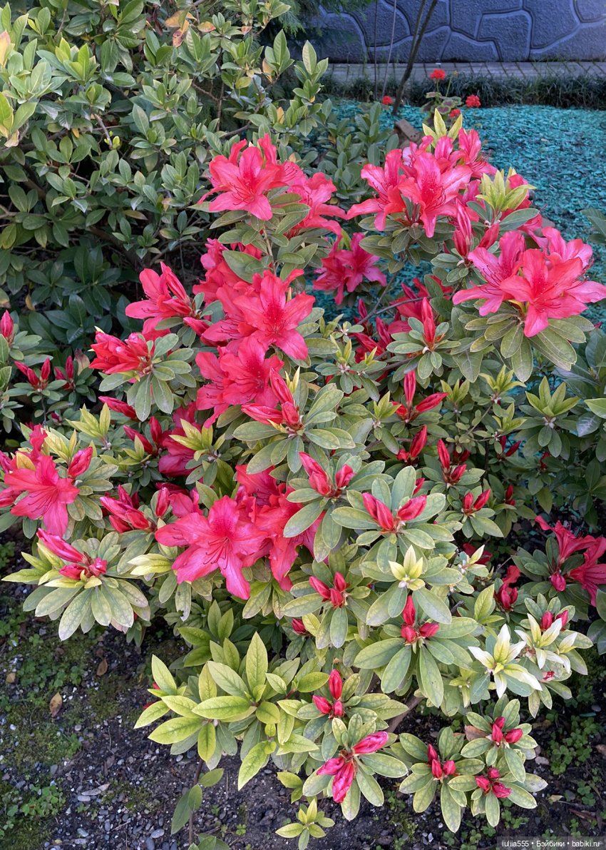 Поросячьи прогулки Нафани и Кеши