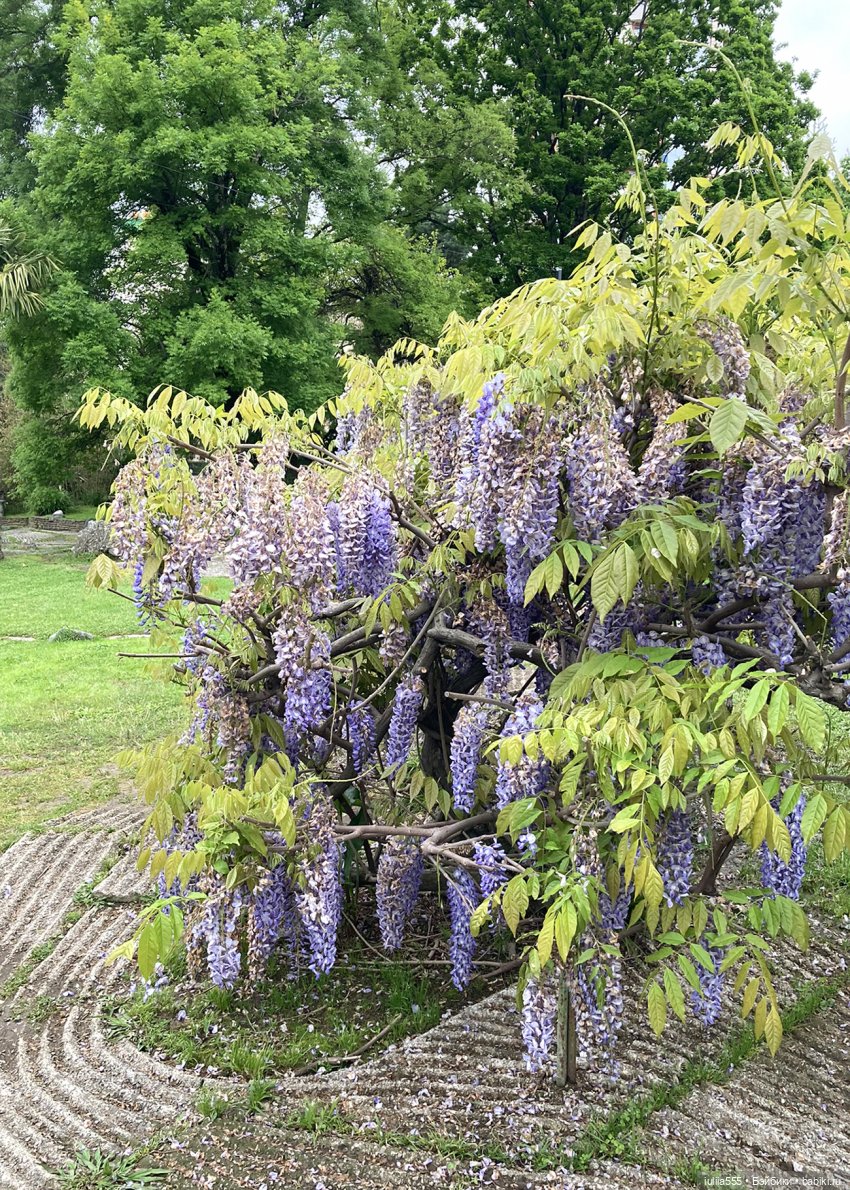 Поросячьи прогулки Нафани и Кеши