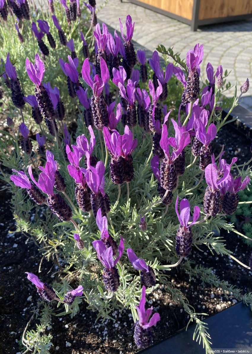 Поросячьи прогулки Нафани и Кеши (фото 10)