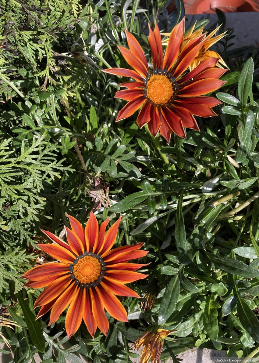 Поросячьи прогулки Нафани и Кеши