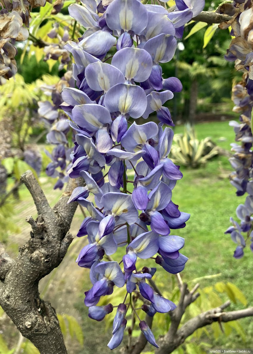 Поросячьи прогулки Нафани и Кеши