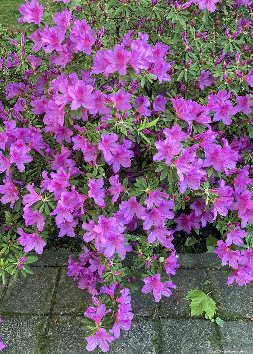 Поросячьи прогулки Нафани и Кеши