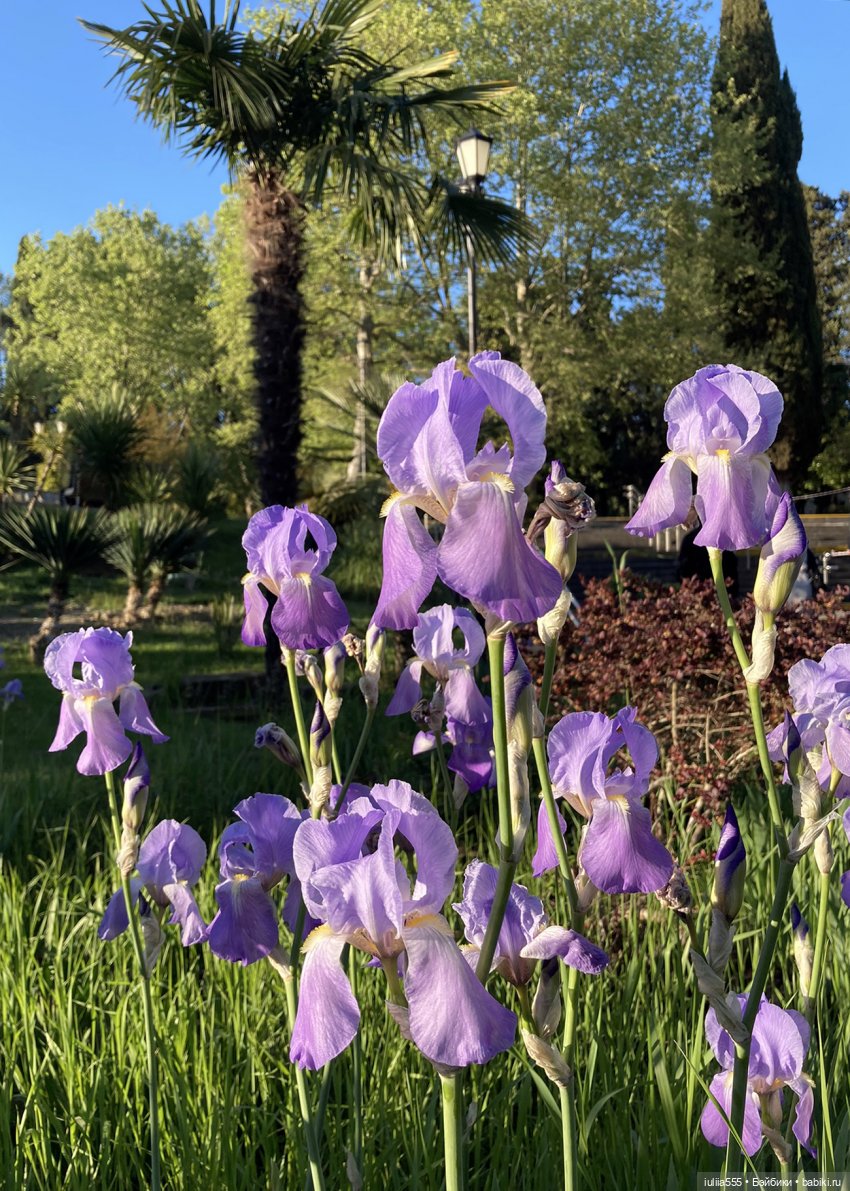 Поросячьи прогулки Нафани и Кеши (фото 8)