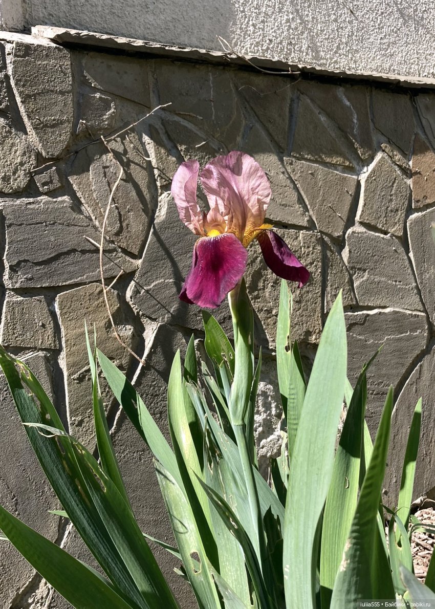 Поросячьи прогулки Нафани и Кеши (фото 9)