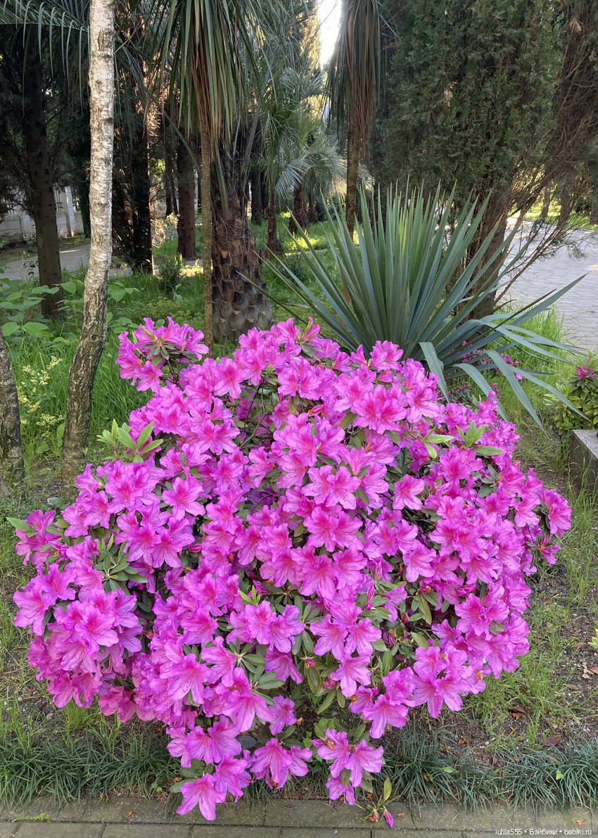 Поросячьи прогулки Нафани и Кеши