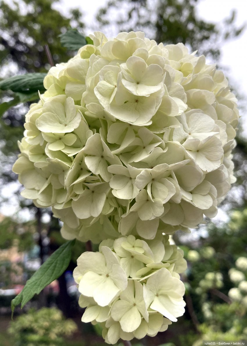 Поросячьи прогулки Нафани и Кеши