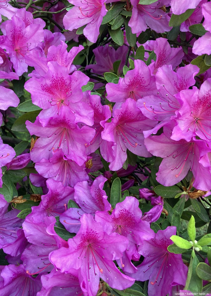 Поросячьи прогулки Нафани и Кеши