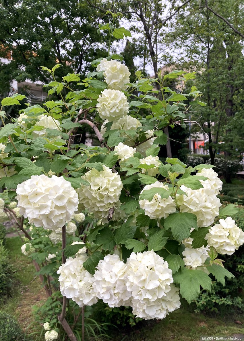 Поросячьи прогулки Нафани и Кеши