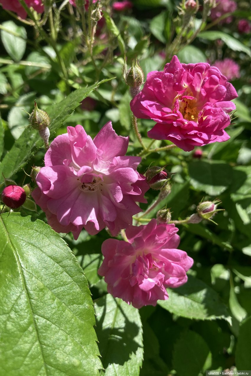 У леса на опушке гуляли три свинюшки