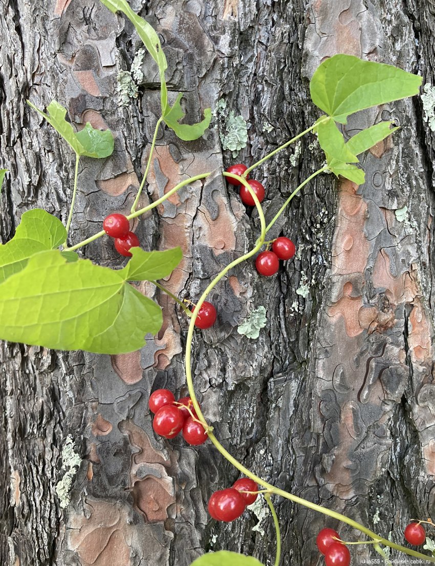 Сестрички — Куклы Sindy (Синди) и Tammy (Тамми): винтаж