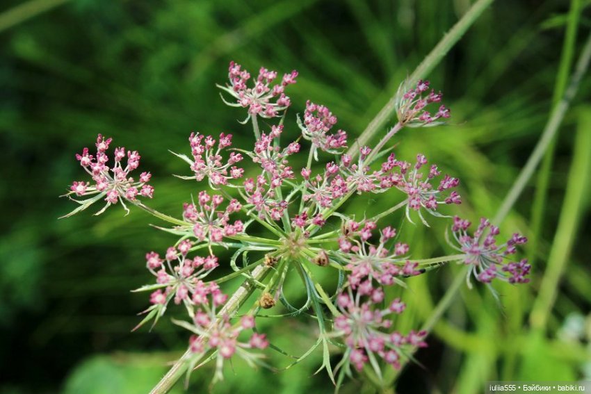 Дусины улики — Куклы Nines d'Onil (Нинес): Миа (Mia)