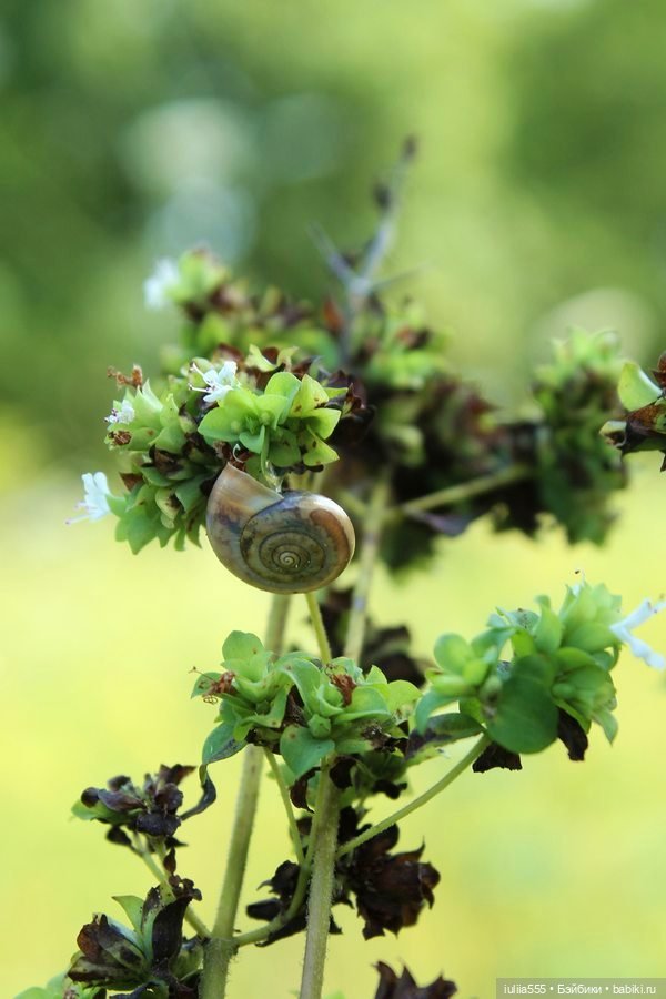 Дусины улики — Куклы Nines d'Onil (Нинес): Миа (Mia)