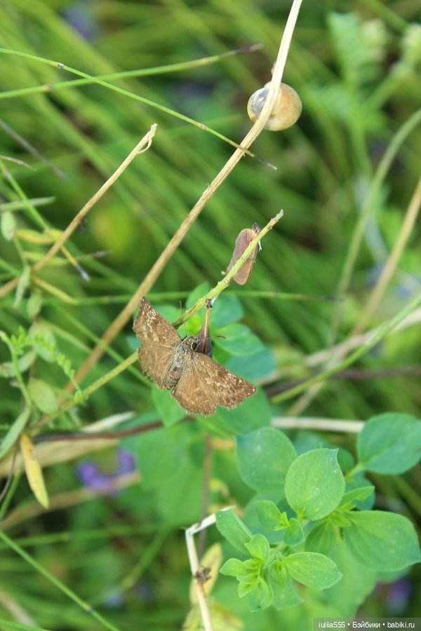 Дусины улики — Куклы Nines d'Onil (Нинес): Миа (Mia) (фото 6)