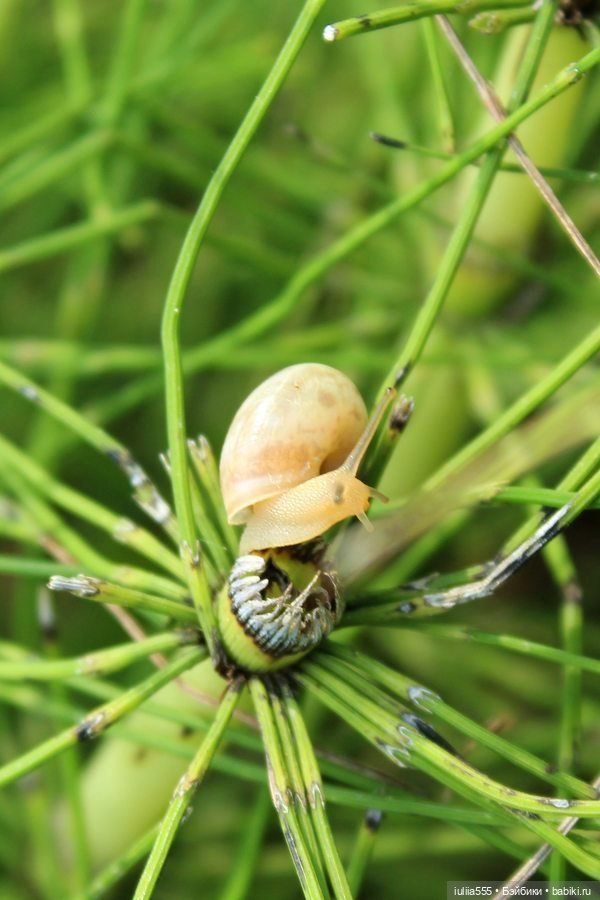 Дусины улики — Куклы Nines d'Onil (Нинес): Миа (Mia) (фото 3)