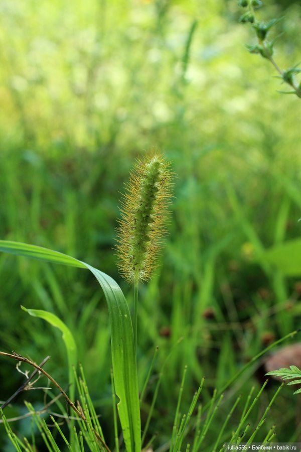 Дусины улики — Куклы Nines d'Onil (Нинес): Миа (Mia)