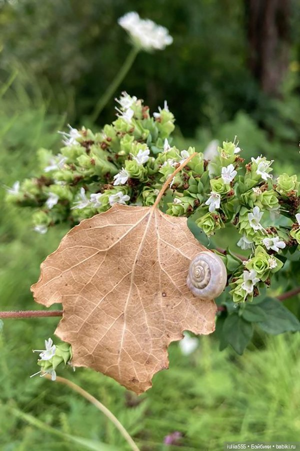 Дусины улики — Куклы Nines d'Onil (Нинес): Миа (Mia)