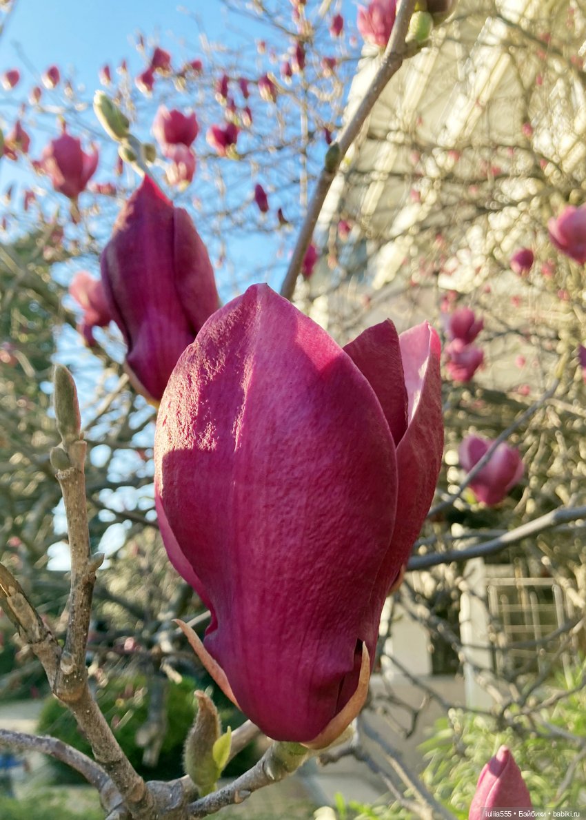 Парочка на весенней прогулке (фото 8)