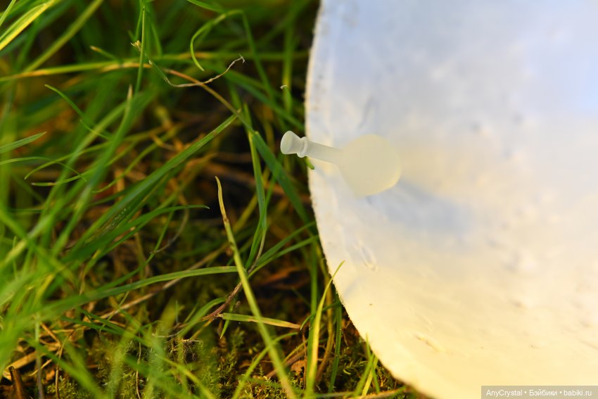 Лето 24.4 "Чье-то желание 3 часть" (фото 6)