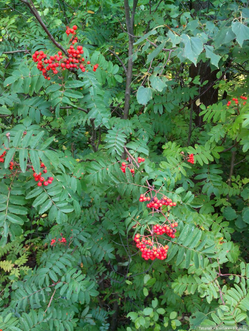 Летние серии "Вихтель-Минуш". Наши первые совместные путешествия кукол Вихтели и Минуш