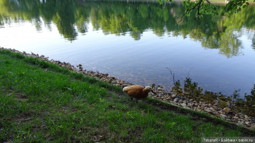 Саша. Sasha Doll — Куклы Sasha Morgenthaler (Саша Моргенталер): Trendon