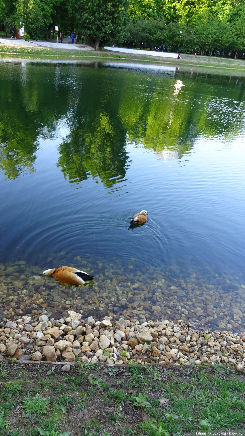 Саша. Sasha Doll — Куклы Sasha Morgenthaler (Саша Моргенталер): Trendon