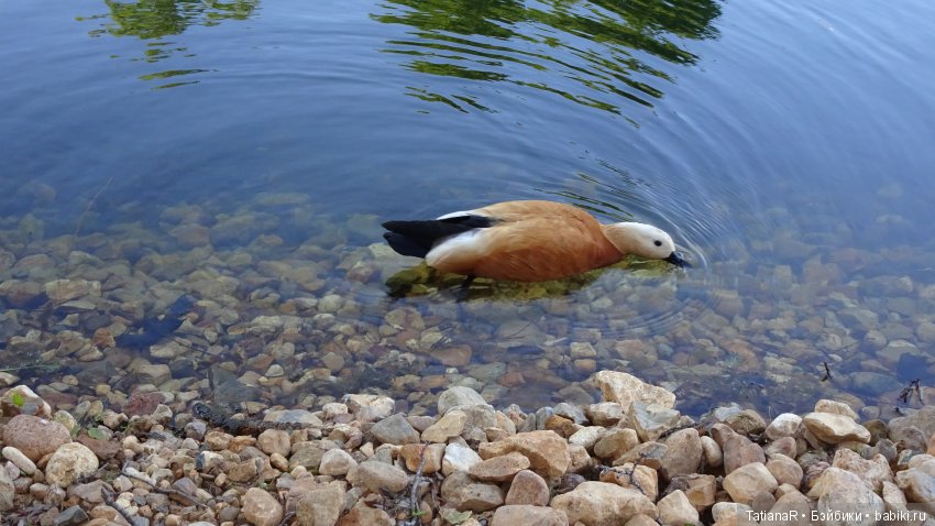 Саша. Sasha Doll — Куклы Sasha Morgenthaler (Саша Моргенталер): Trendon