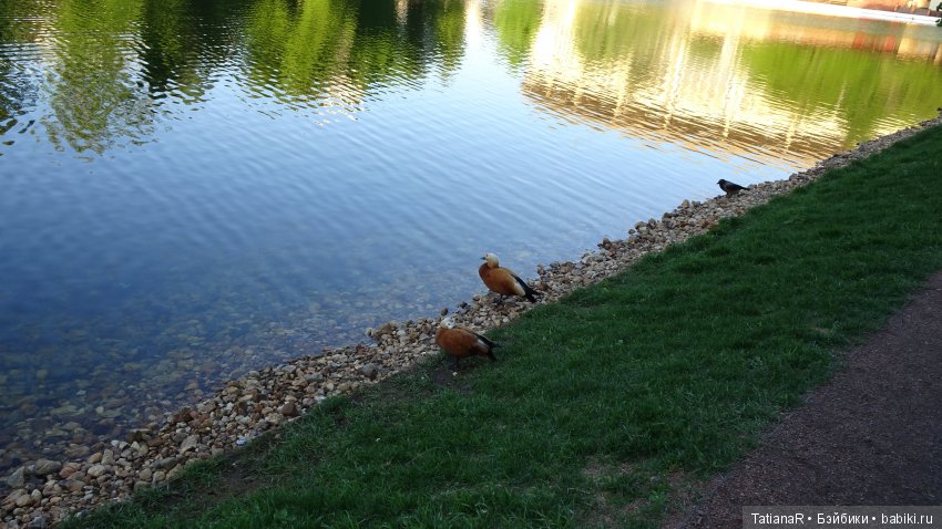 Саша. Sasha Doll — Куклы Sasha Morgenthaler (Саша Моргенталер): Trendon