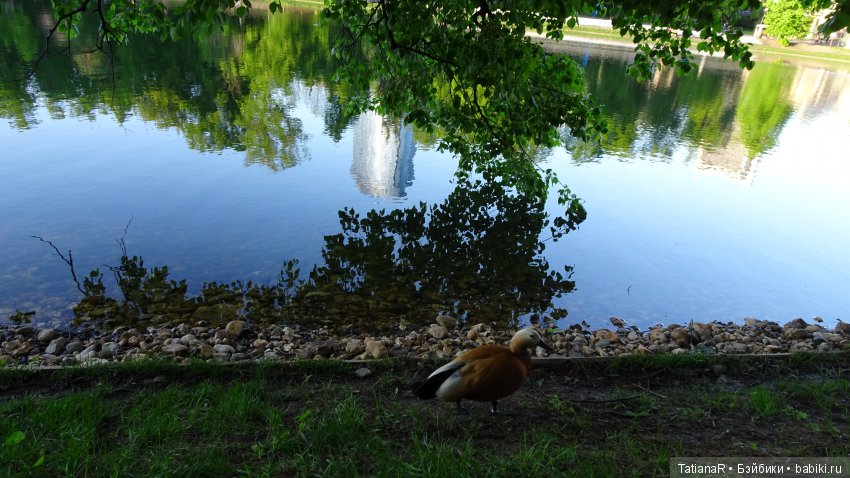 Саша. Sasha Doll — Куклы Sasha Morgenthaler (Саша Моргенталер): Trendon