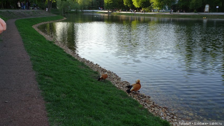 Саша. Sasha Doll — Куклы Sasha Morgenthaler (Саша Моргенталер): Trendon