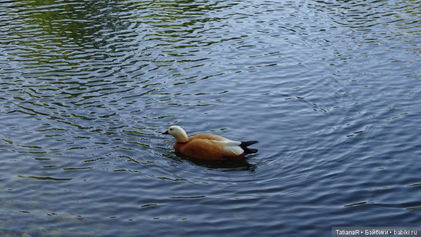 Саша. Sasha Doll — Куклы Sasha Morgenthaler (Саша Моргенталер): Trendon