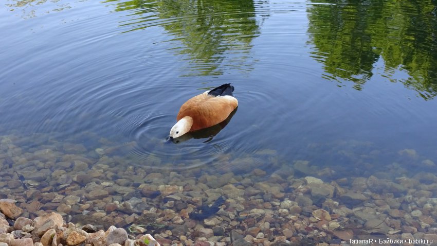 Саша. Sasha Doll — Куклы Sasha Morgenthaler (Саша Моргенталер): Trendon