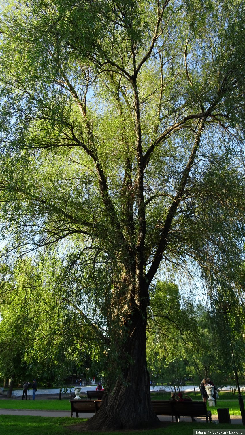 Саша. Sasha Doll — Куклы Sasha Morgenthaler (Саша Моргенталер): Trendon