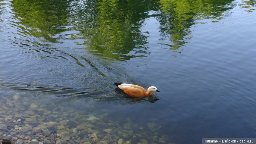 Саша. Sasha Doll — Куклы Sasha Morgenthaler (Саша Моргенталер): Trendon