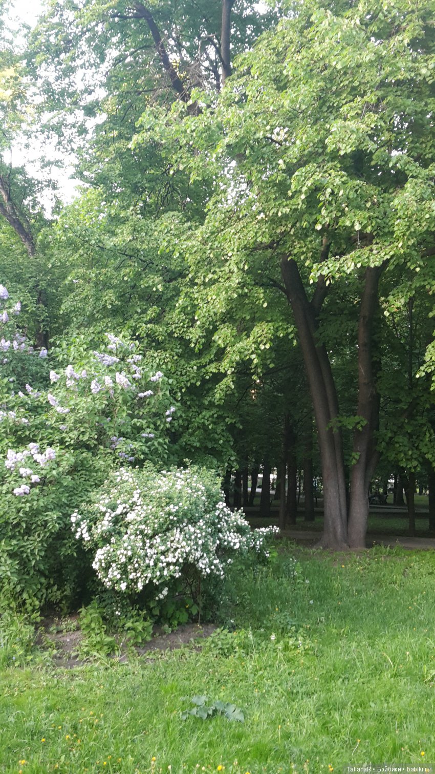 Саша. Sasha Doll — Куклы Sasha Morgenthaler (Саша Моргенталер): Trendon