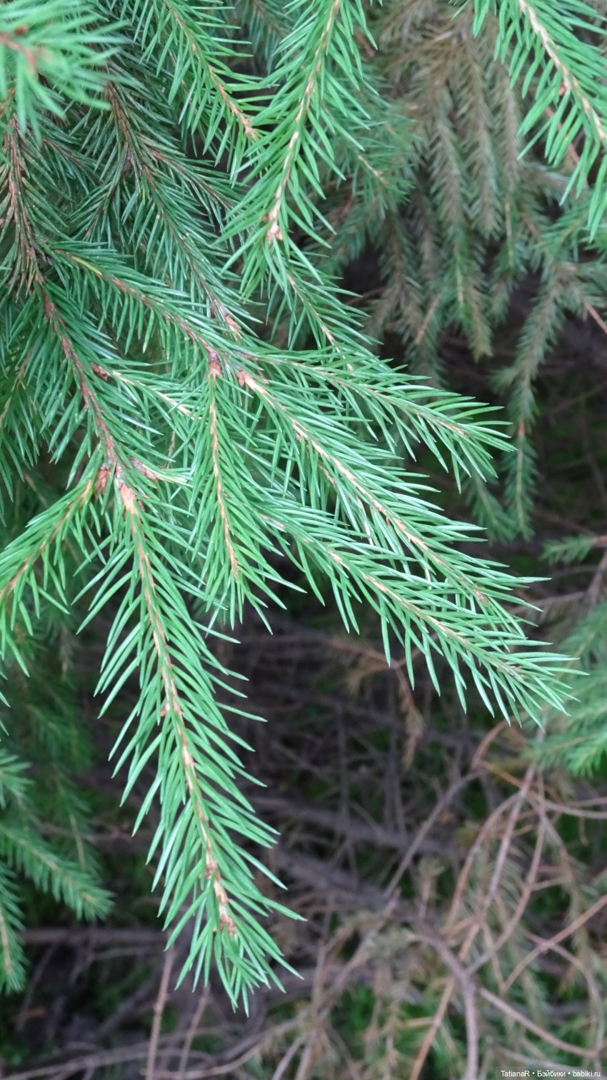 Маруся и Сюрприз. Вихтели Розмари Мюллер | Бэйбики Маруся и Сюрприз. Вихтели Розмари Мюллер