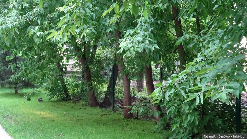 Маруся и Сюрприз. Вихтели Розмари Мюллер | Бэйбики Маруся и Сюрприз. Вихтели Розмари Мюллер