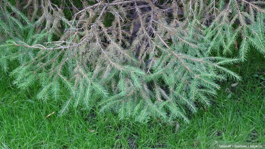 Маруся и Сюрприз. Вихтели Розмари Мюллер | Бэйбики Маруся и Сюрприз. Вихтели Розмари Мюллер