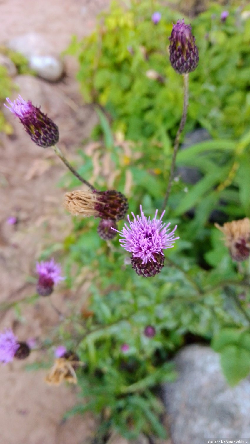 Про Петергоф. И советский эксклюзив. Кирово-Чепецкая шарнирная кукла