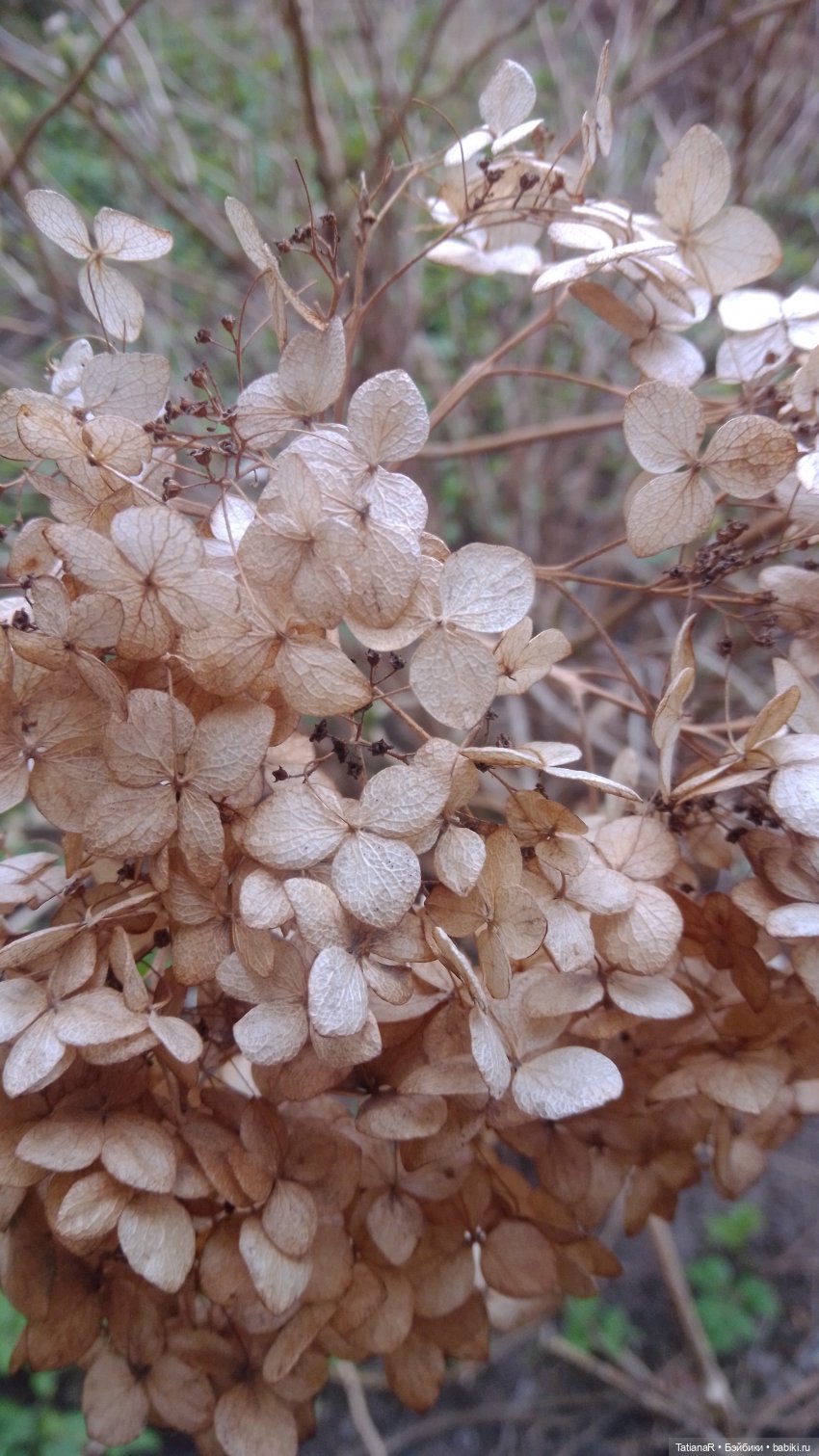 Из жизни минивихтелинок. Зарисовка одного дня. Минивихтели Rosemarie Anna Muller | Бэйбики Из жизни минивихтелинок. Зарисовка одного дня. Минивихтели Rosemarie Anna Muller