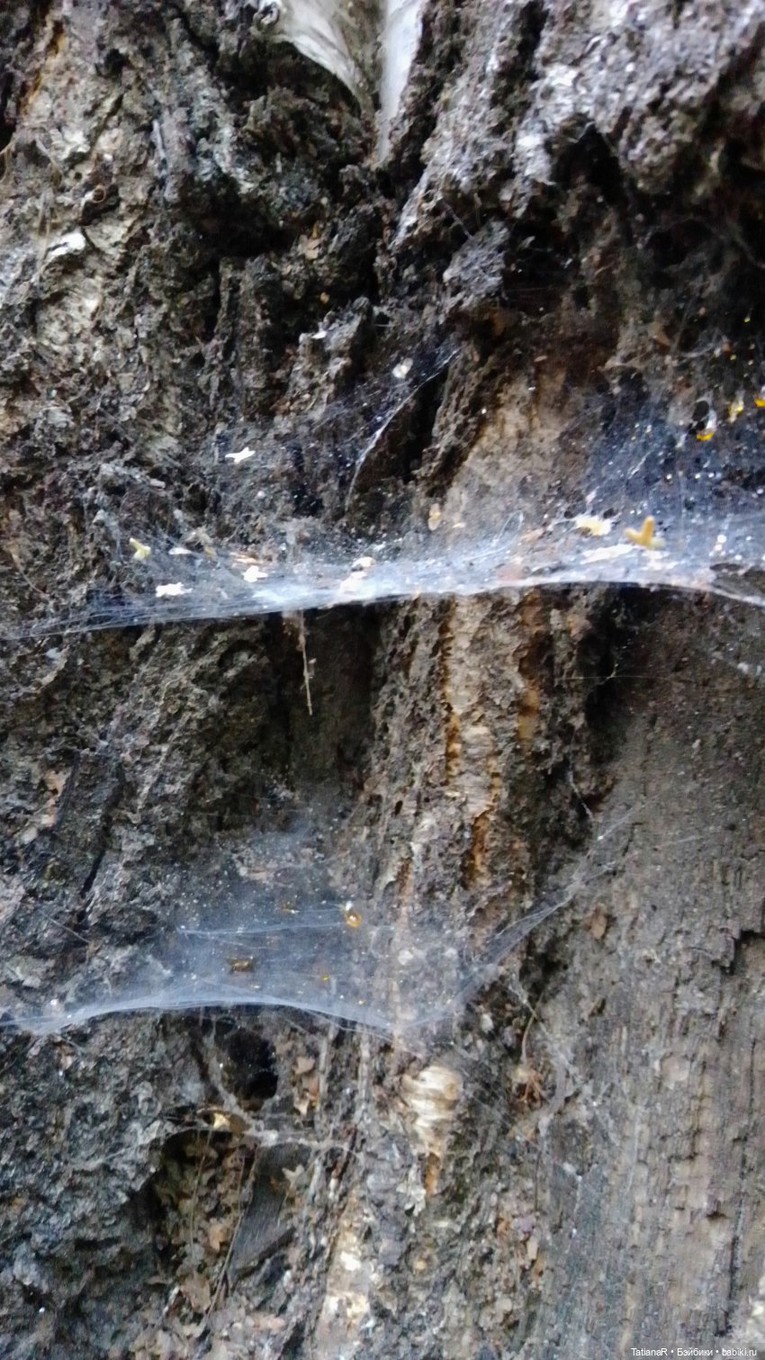 Даша и Синяя Шапочка. Ещё раз про мечты.Азиатские куклы DuoDing