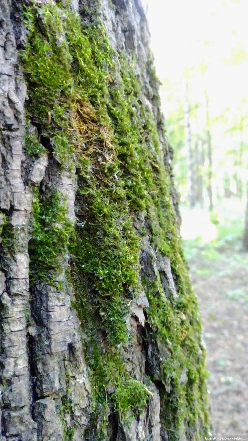 Даша и Синяя Шапочка. Ещё раз про мечты.Азиатские куклы DuoDing