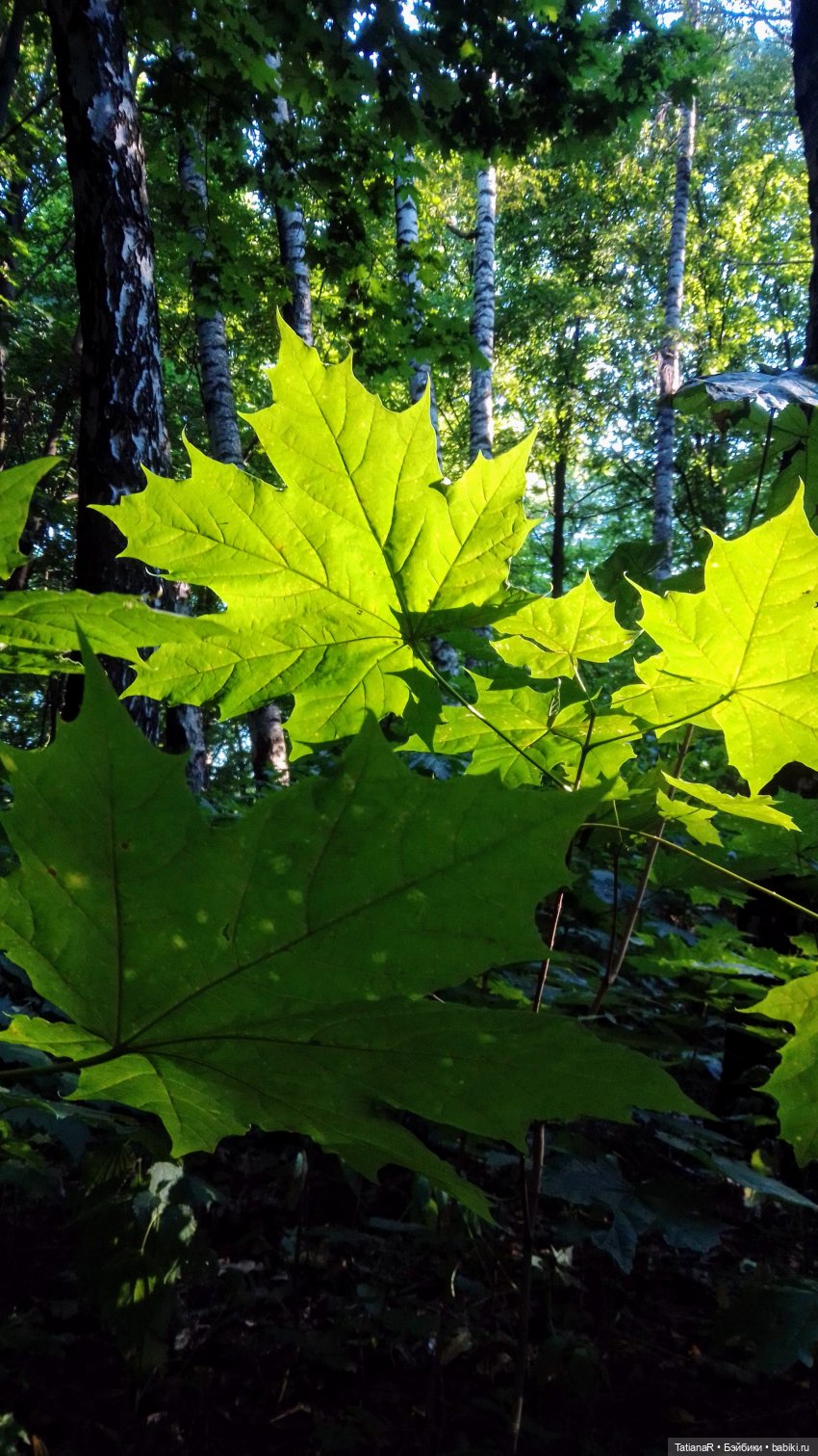 Даша и Синяя Шапочка. Ещё раз про мечты.Азиатские куклы DuoDing