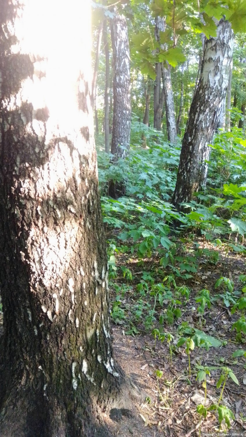 Даша и Синяя Шапочка. Ещё раз про мечты.Азиатские куклы DuoDing