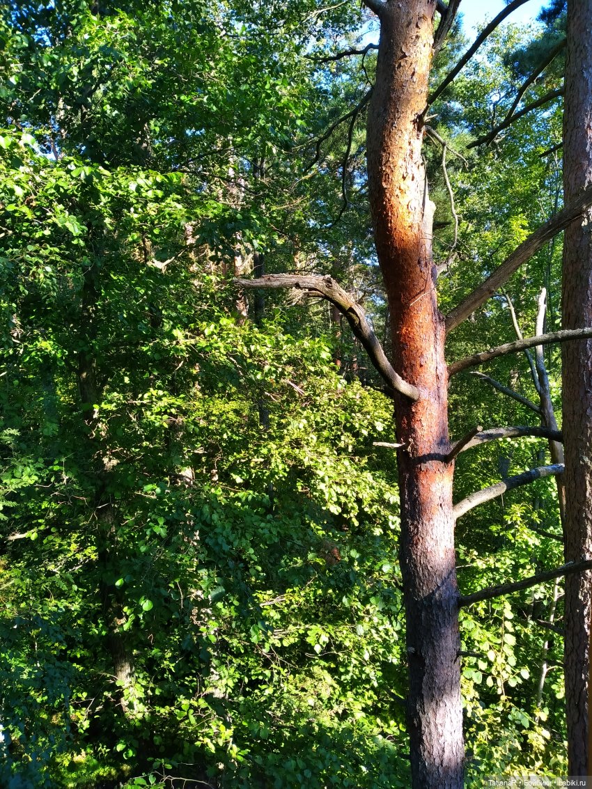 Дануткино лето на Финском заливе. Азиатские куклы Duoding Dokelly Toys