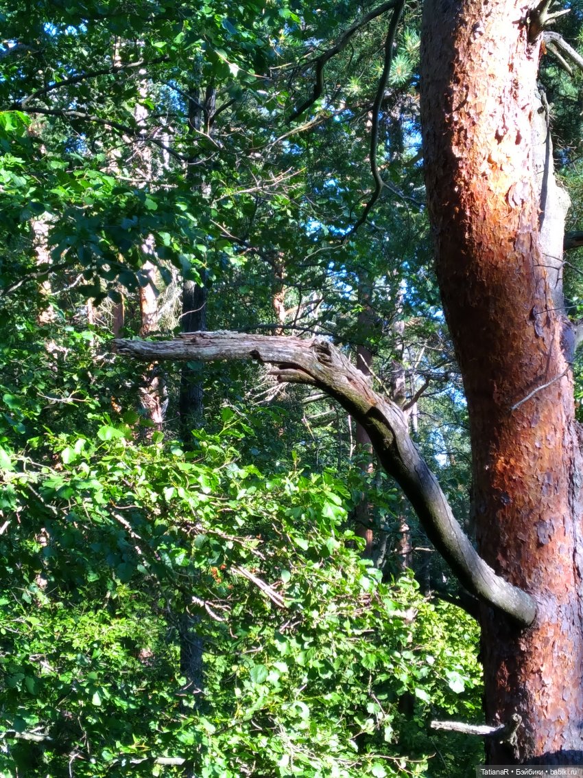 Дануткино лето на Финском заливе. Азиатские куклы Duoding Dokelly Toys