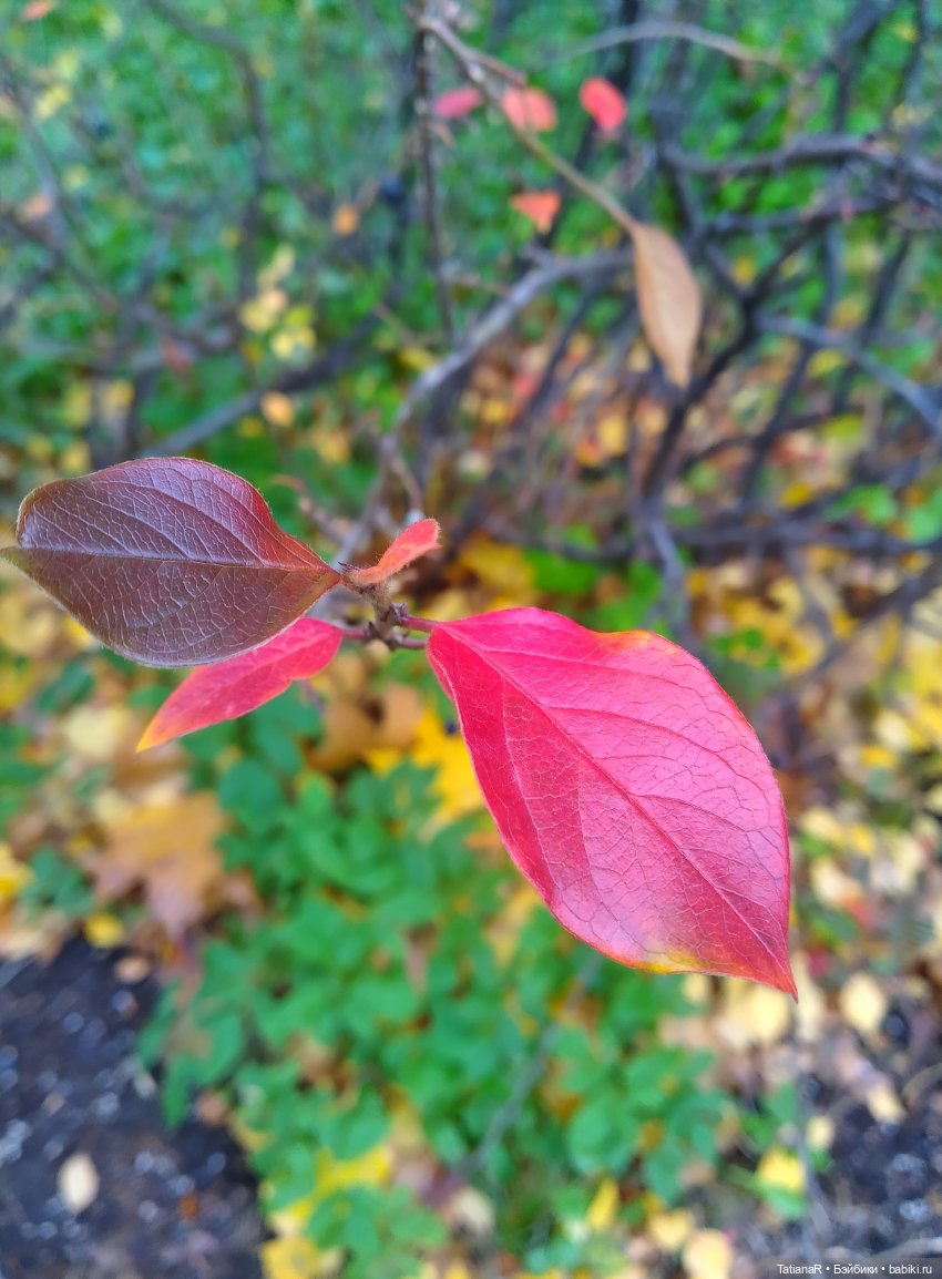 Яна и Богдана Miroxdolls, и их подружка Минуш Ванесса. Самая спонтанная фотосессия моих кукол (фото 2)