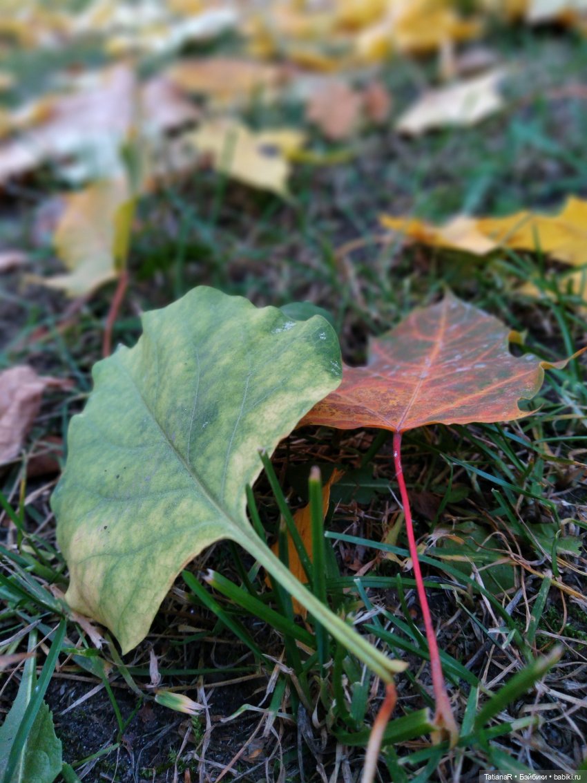 Яна и Богдана Miroxdolls, и их подружка Минуш Ванесса. Самая спонтанная фотосессия моих кукол (фото 3)